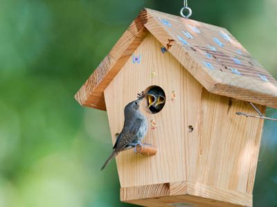 House wren feeds bug to baby birds in backyard birdhouse